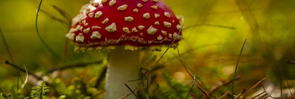 toadstool, mushroom, mycology