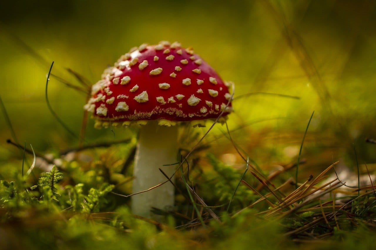 toadstool, mushroom, mycology